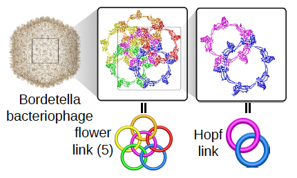 Macrocyclic link topology figure