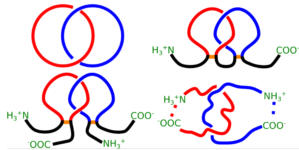 Protein link topology project figure