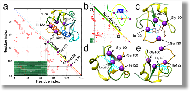 Lasso protein topology figure